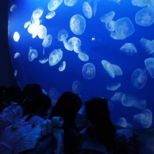 オファーの大切さを新江ノ島水族館から学ぶ。シンプルでパワフルなオファー。