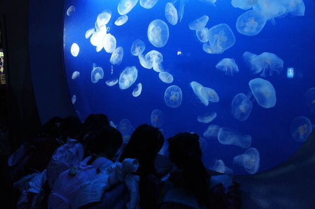 オファーの大切さを新江ノ島水族館から学ぶ。シンプルでパワフルなオファー。